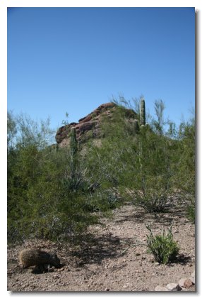 Arizona (20)